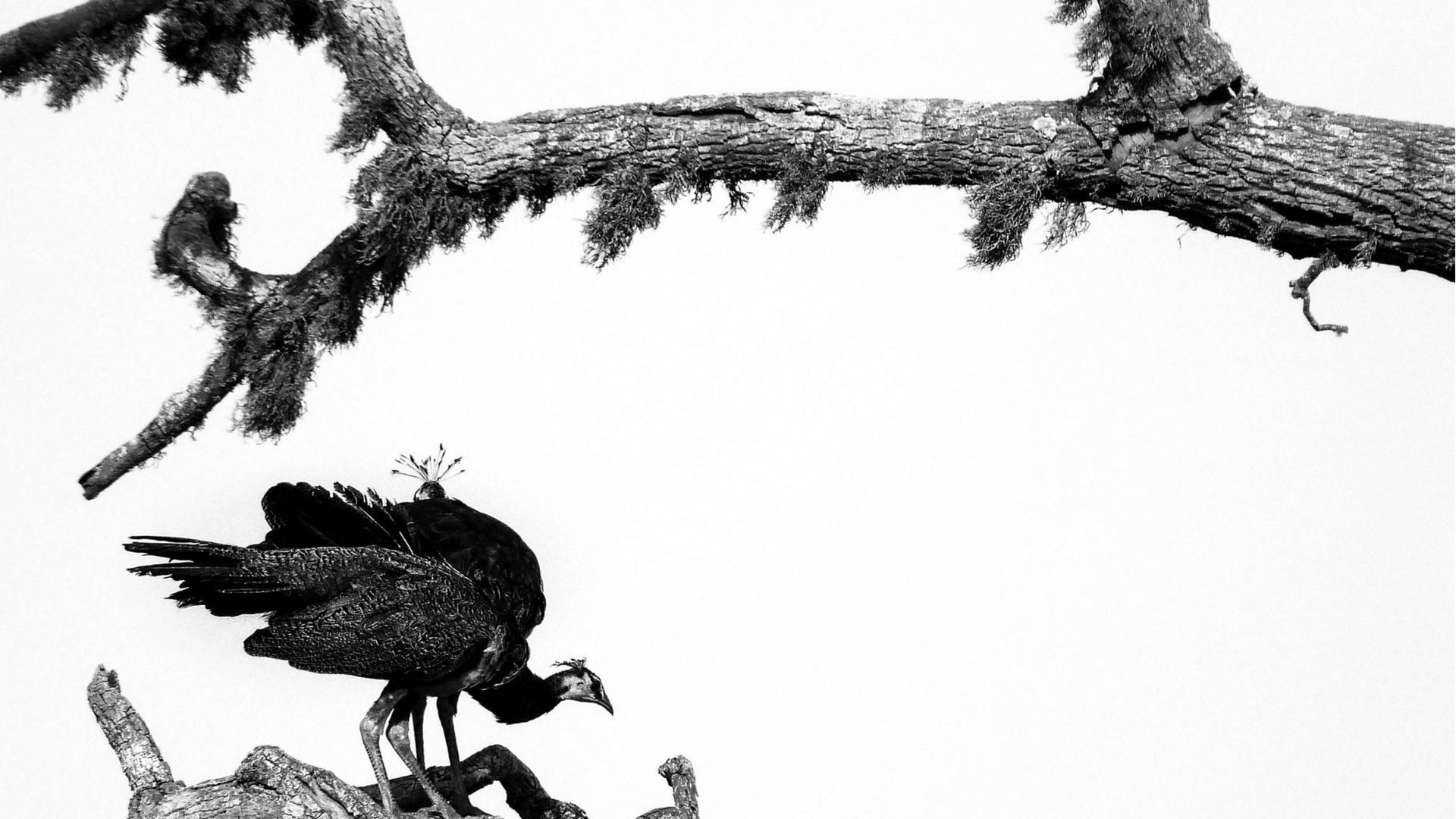 Leistungen Webdesign